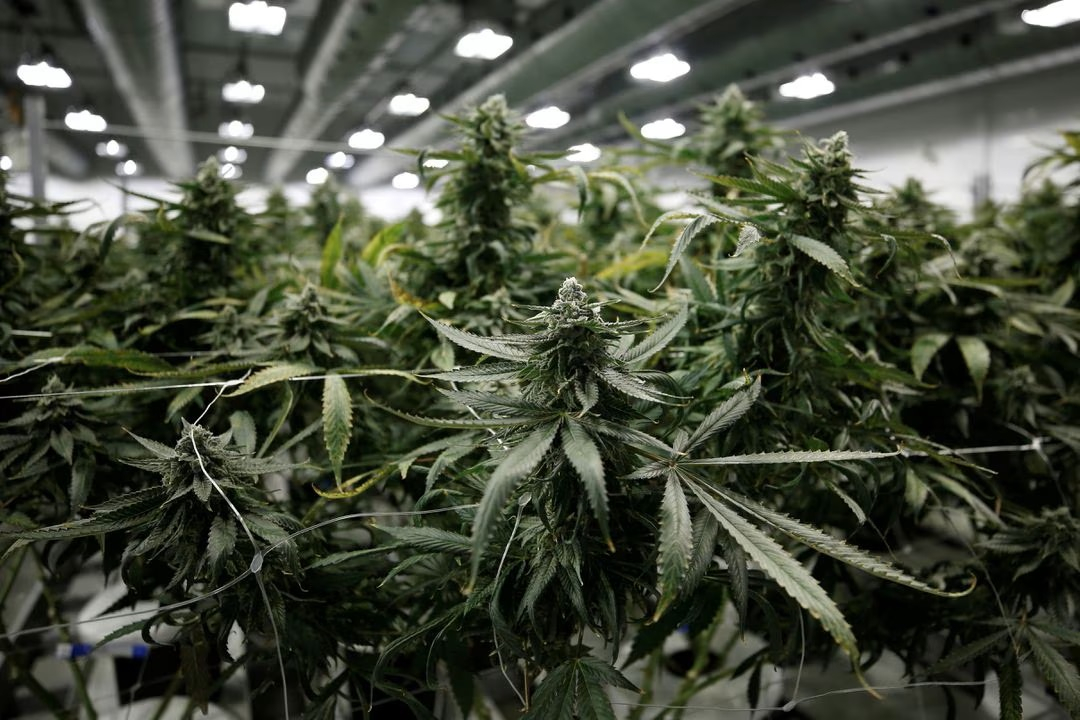 Vor einigen Tagen präsentierte das kanadische Cannabis-Unternehmen die Geschäftszahlen – und diese gaben aus Anlegersicht alles andere als Grund zur Freude. 