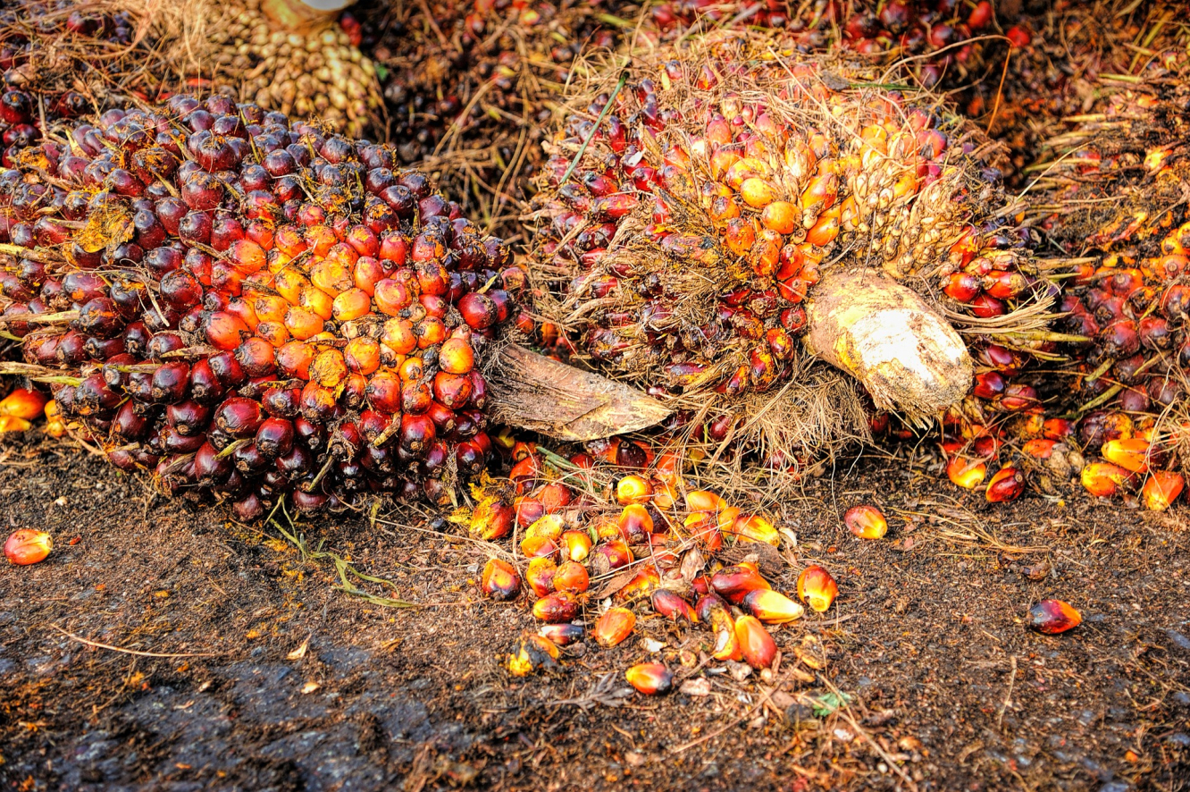 Zwei Drittel des weltweiten Palmölbedarfs werden von Indonesien bedient