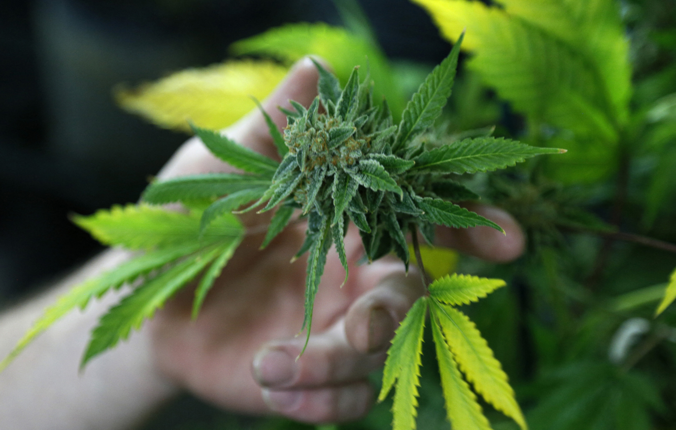 Ist Cannabis bald in ganz Nordamerika legal?