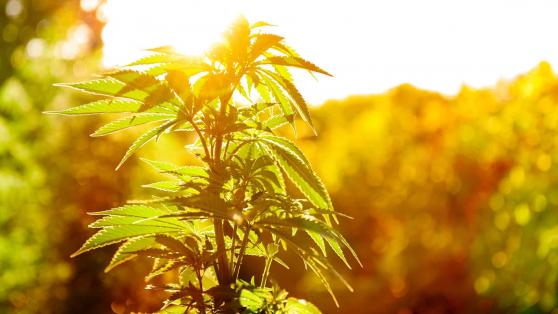 Cannabis: Warum die Tilray Brands-Aktie plötzlich 74,1 % gestiegen ist