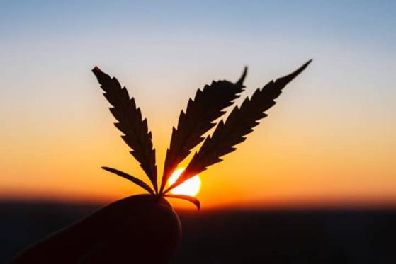 3 Top-Cannabis-Aktien für langfristige Anleger