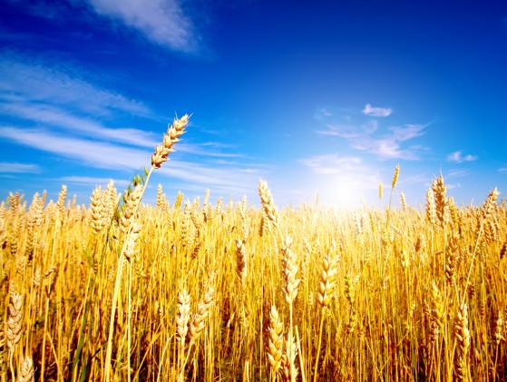 Preisprognose für Weizen im Zuge des unerbittlichen Ausverkaufs