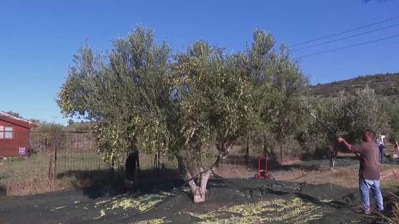 Räuber haben es auf Oliven abgesehen, während sich die Preise weltweit verdreifachen